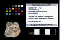Foto (Objekt + Etikett) von ? Goniodromites sp.  (NHMW-GEO-1990-0041-4674)